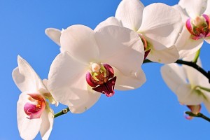 世界游泳锦标赛观赛动线优化助力提升体验，世界游泳锦标赛2021年